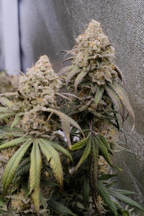 Triangle Project. Week 19