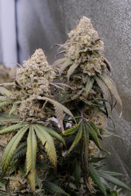 Triangle Project. Week 19