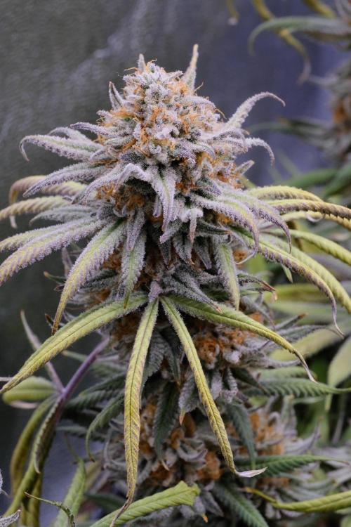 Triangle Project. Week 19