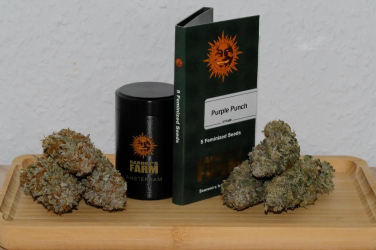 Triangle Project. Week 20