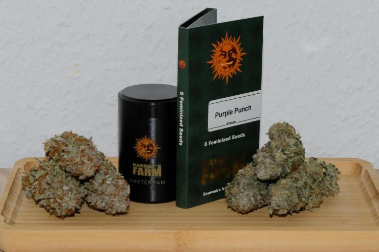 Triangle Project. Week 20