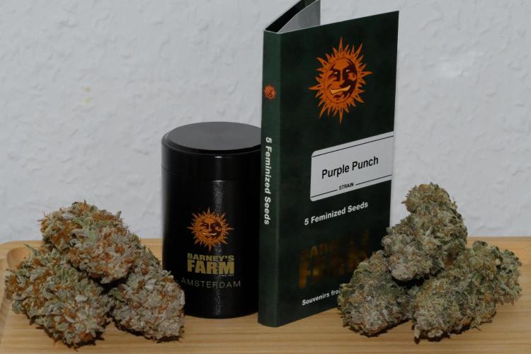 Triangle Project. Week 20