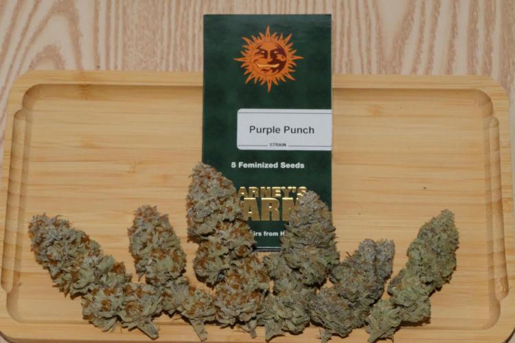 Triangle Project. Week 20