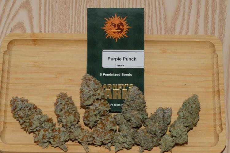 Triangle Project. Week 20