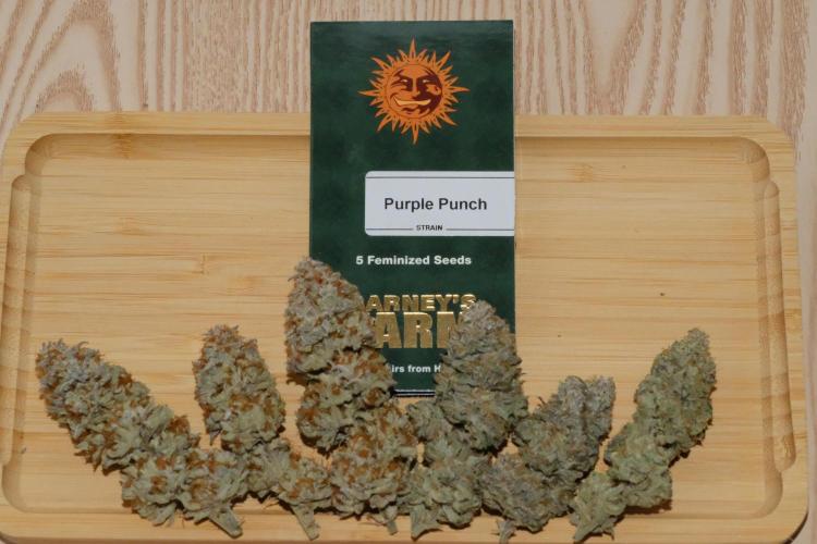 Triangle Project. Week 20