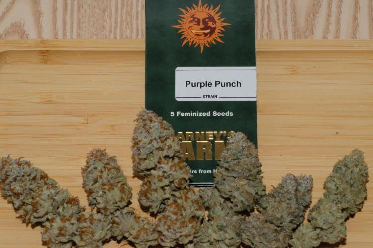 Triangle Project. Week 20