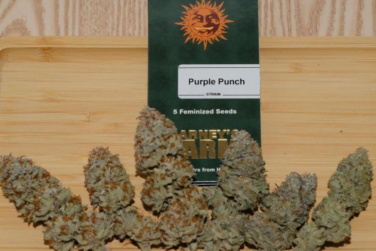 Triangle Project. Week 20