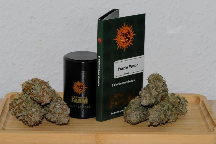 Triangle Project. Week 20