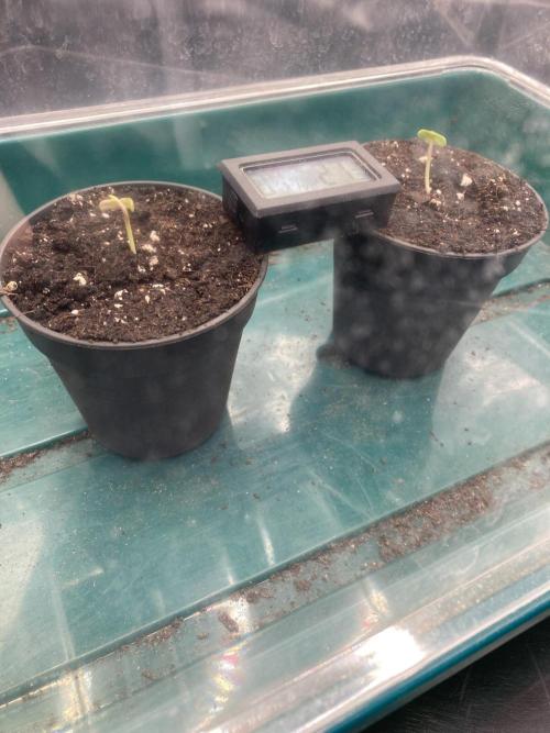Sativa Triangle Turned Circle. Week 0 - D1 22.02.26