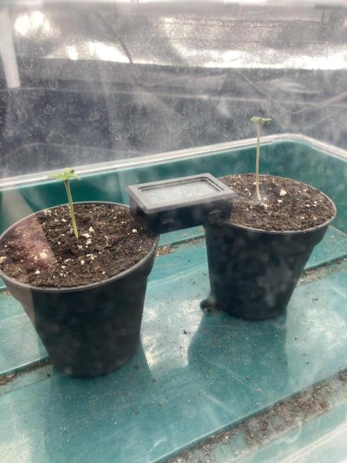 Sativa Triangle Turned Circle. Week 1 - D2 23.02.26