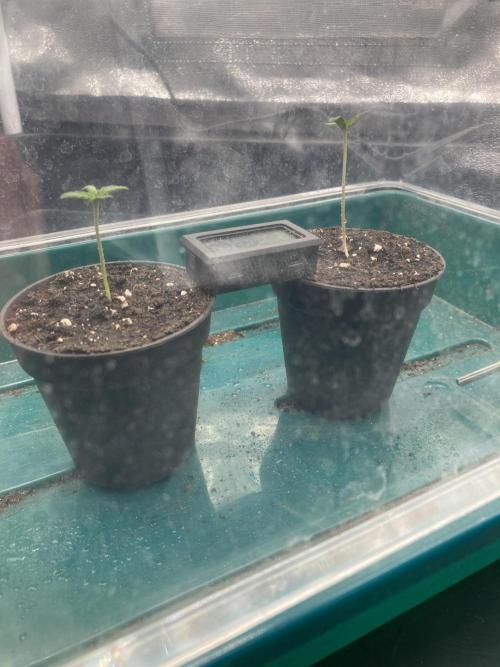 Sativa Triangle Turned Circle. Week 1 - D3 24.02.26