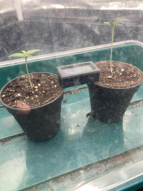 Sativa Triangle Turned Circle. Week 1 - D4 25.02.26