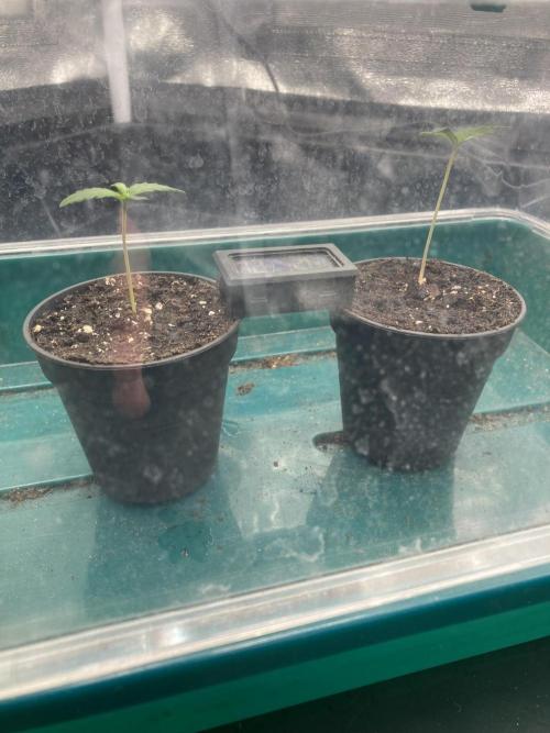 Sativa Triangle Turned Circle. Week 1 - D5 26.02.26