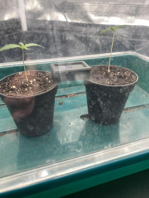 Sativa Triangle Turned Circle. Week 1 - D6 27.02.26