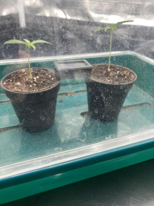 Sativa Triangle Turned Circle. Week 1 - D7 28.02.26