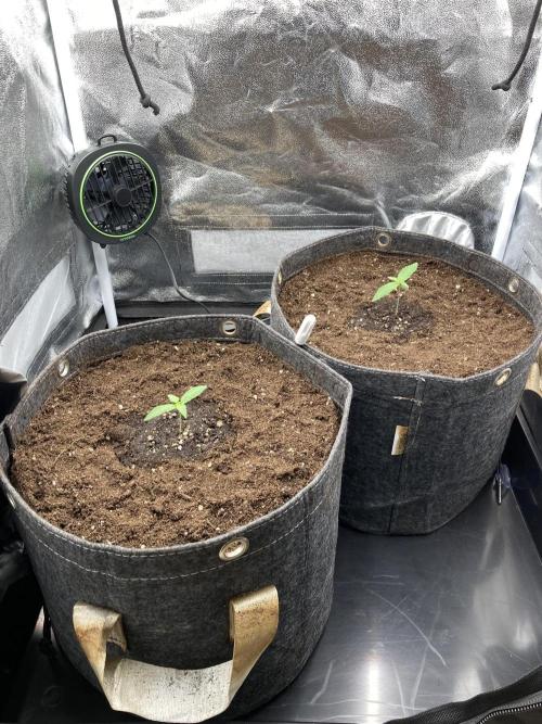 Sativa Triangle Turned Circle. Week 1 - D8 01.03.26