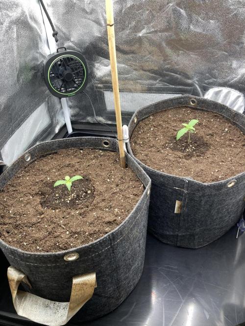Sativa Triangle Turned Circle. Week 2 - D9 02.03.26
