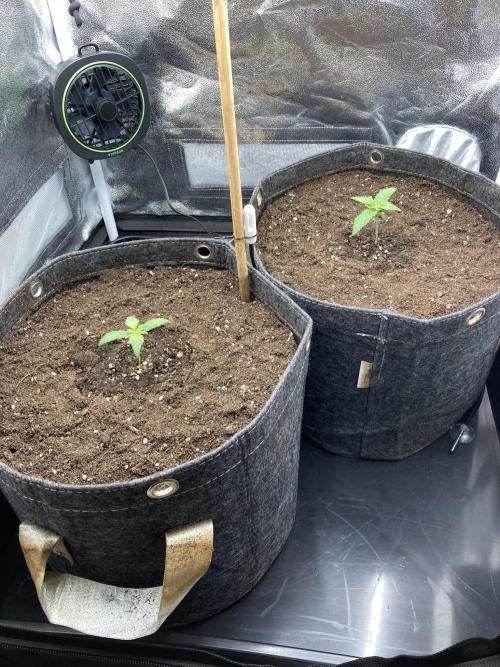 Sativa Triangle Turned Circle. Week 2 - D10 03.03.26