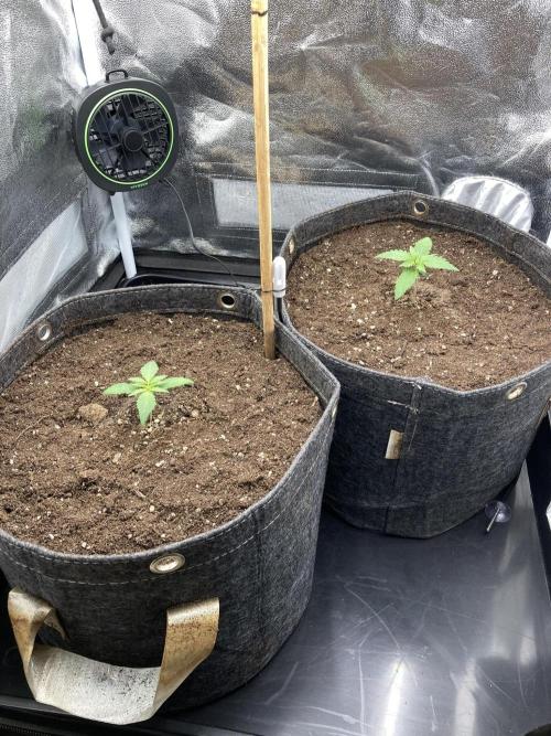 Sativa Triangle Turned Circle. Week 2 - D11 04.03.26