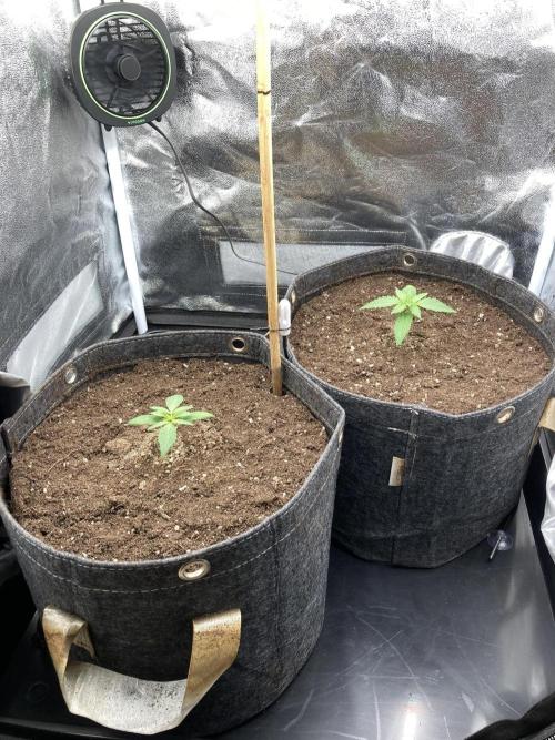 Sativa Triangle Turned Circle. Week 2 - D12 05.03.26