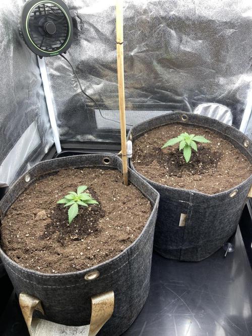 Sativa Triangle Turned Circle. Week 2 - D13 06.03.26