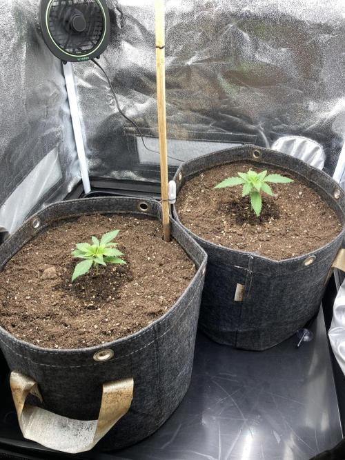 Sativa Triangle Turned Circle. Week 2 - D14 07.03.26