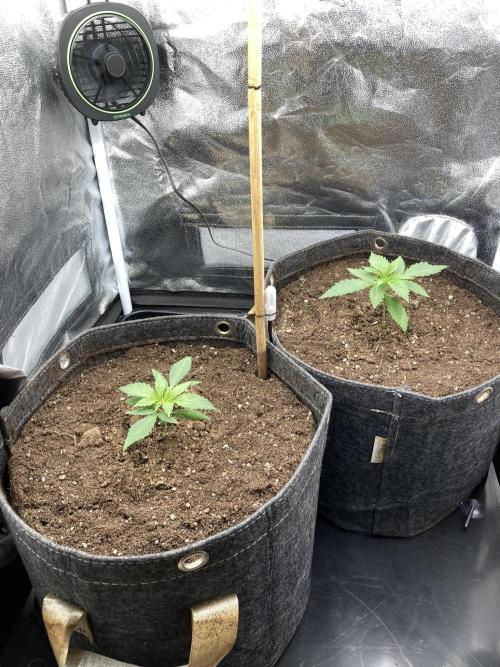Sativa Triangle Turned Circle. Week 2 - D15 08.03.26
