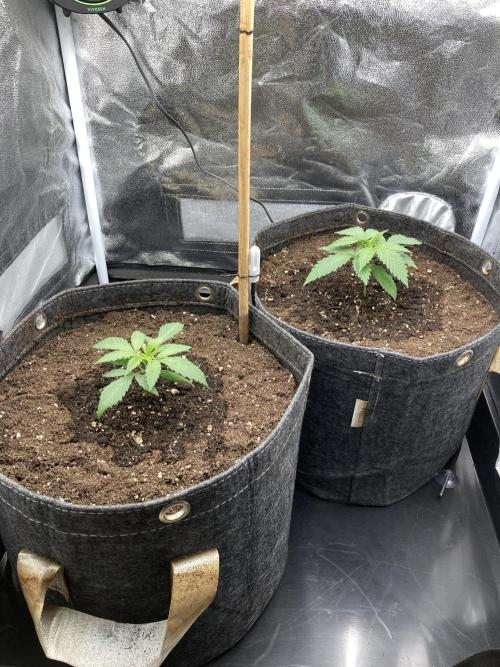 Sativa Triangle Turned Circle. Week 3 - D16 09.03.26