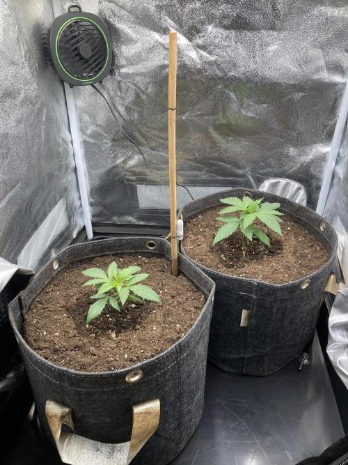 Sativa Triangle Turned Circle. Week 3 - D17 10.03.26