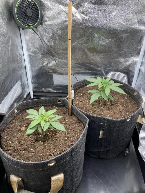 Sativa Triangle Turned Circle. Week 3 - D18 11.03.26