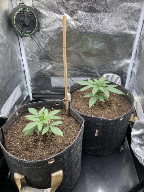 Sativa Triangle Turned Circle. Week 3 - D19 12.03.26