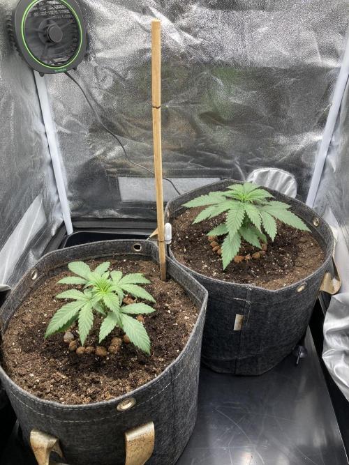 Sativa Triangle Turned Circle. Week 3 - D20 13.03.26