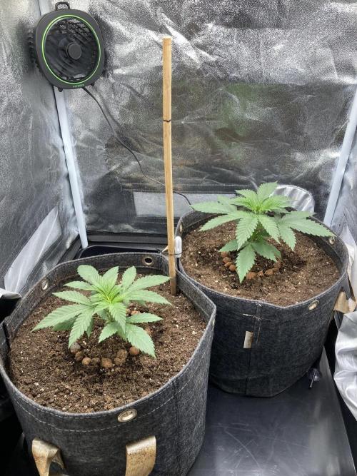 Sativa Triangle Turned Circle. Week 3 - D21 14.03.26