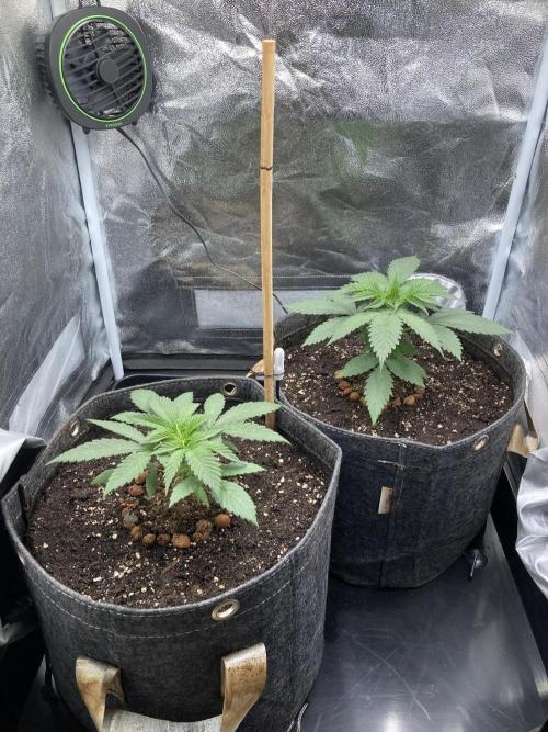 Sativa Triangle Turned Circle. Week 3 - D22 15.03.26