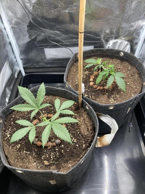 Sativa Triangle Turned Circle. Week 4 - D23 16.03.26