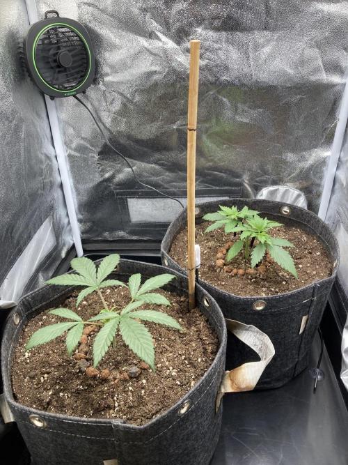 Sativa Triangle Turned Circle. Week 4 - D24 17.03.26