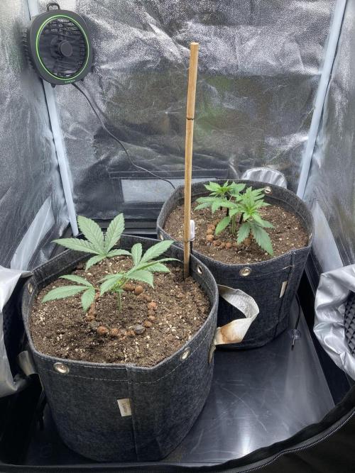 Sativa Triangle Turned Circle. Week 4 - D25 18.03.26
