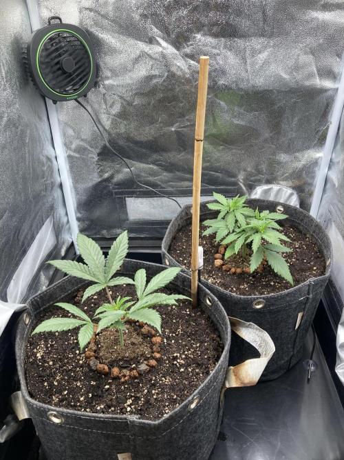 Sativa Triangle Turned Circle. Week 4 - D26 19.03.26