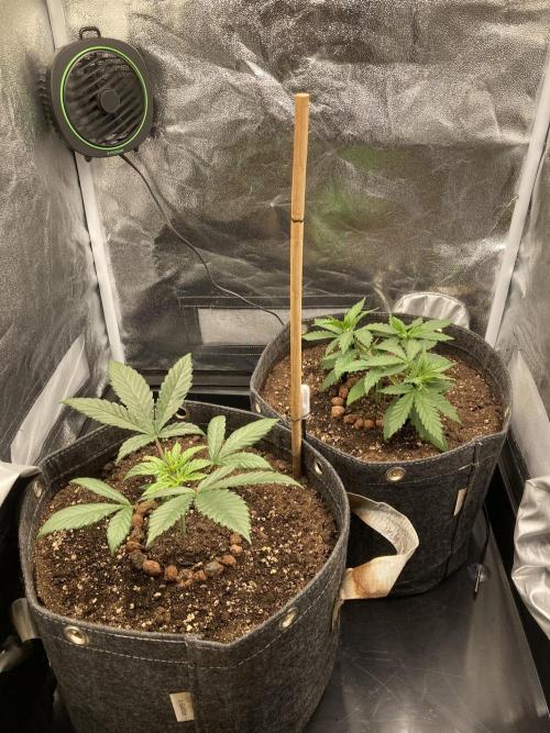 Sativa Triangle Turned Circle. Week 4 - D27 20.03.26