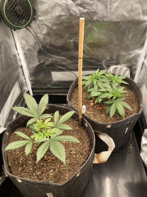 Sativa Triangle Turned Circle. Week 4 - D28 21.03.26