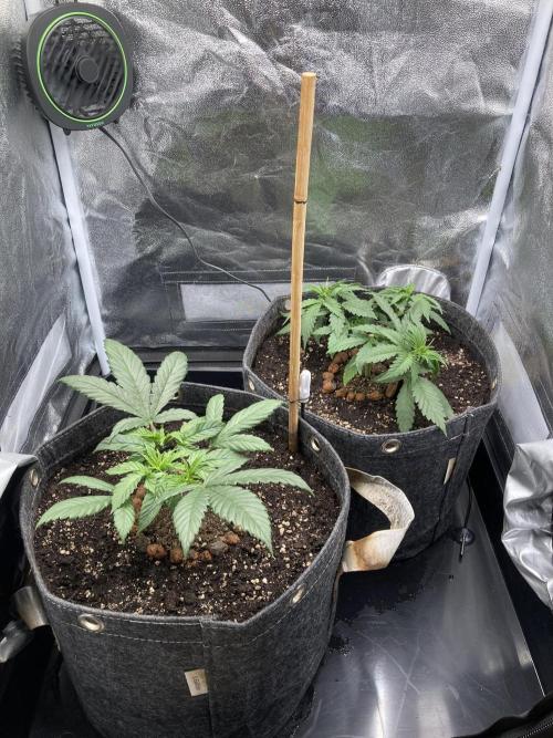 Sativa Triangle Turned Circle. Week 4 - D29 22.03.26