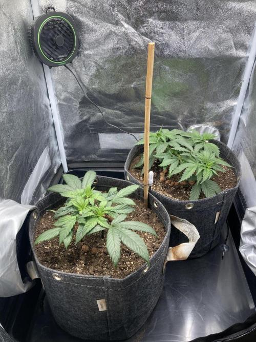 Sativa Triangle Turned Circle. Week 5 - D30 23.03.26
