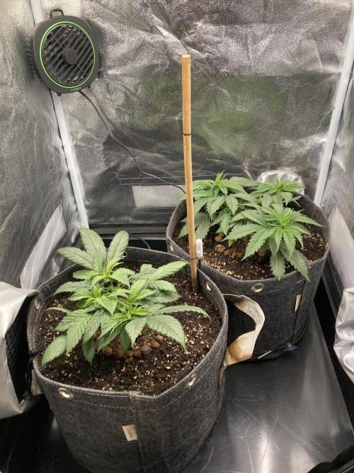 Sativa Triangle Turned Circle. Week 5 - D31 24.03.26