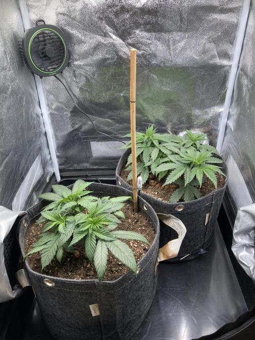 Sativa Triangle Turned Circle. Week 5 - D32 25.03.26