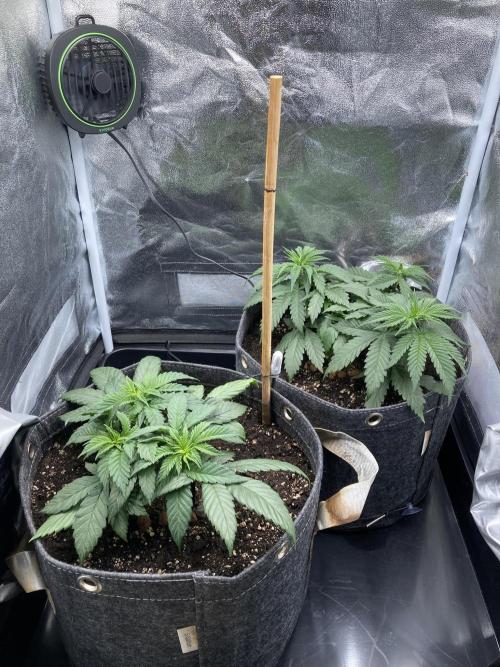 Sativa Triangle Turned Circle. Week 5 - D33 26.03.26