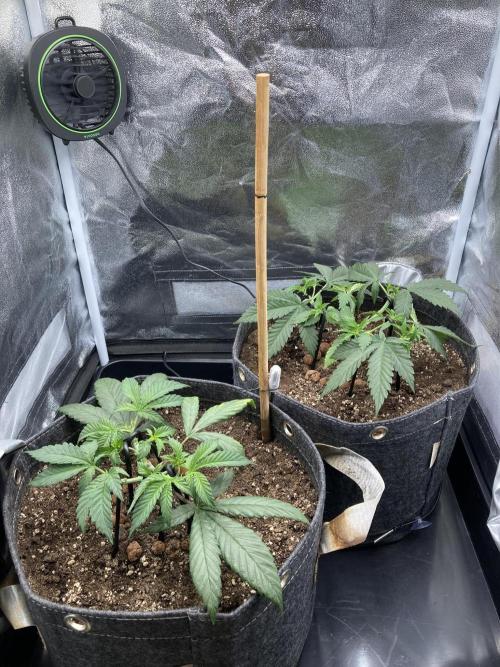 Sativa Triangle Turned Circle. Week 5 - D34 27.03.26