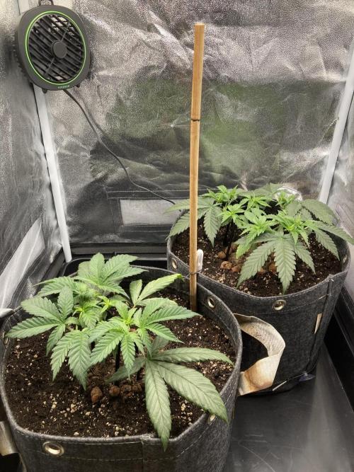 Sativa Triangle Turned Circle. Week 5 - D35 28.03.26
