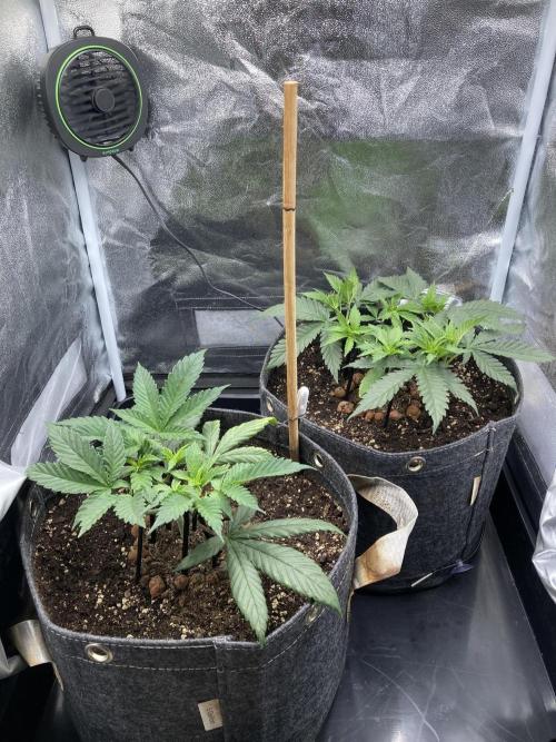 Sativa Triangle Turned Circle. Week 5 - D36 29.03.26