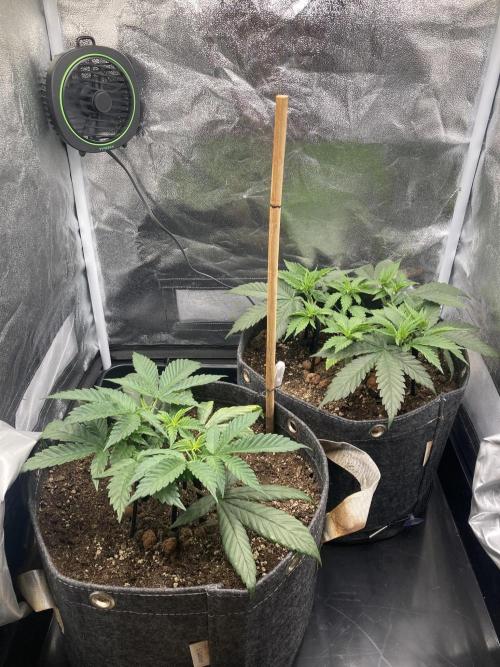 Sativa Triangle Turned Circle. Week 6 - D37 30.03.26