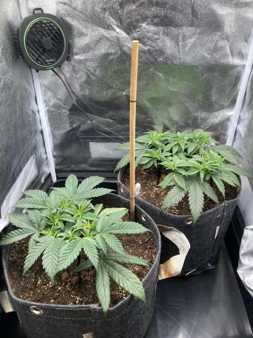 Sativa Triangle Turned Circle. Week 6 - D38 31.03.26